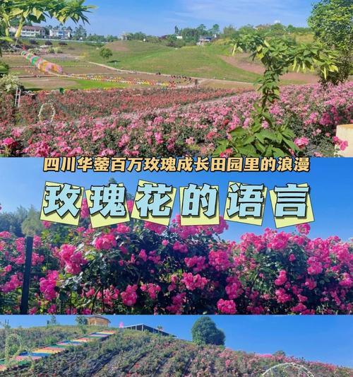 田园土玫瑰花的种植方法是什么？