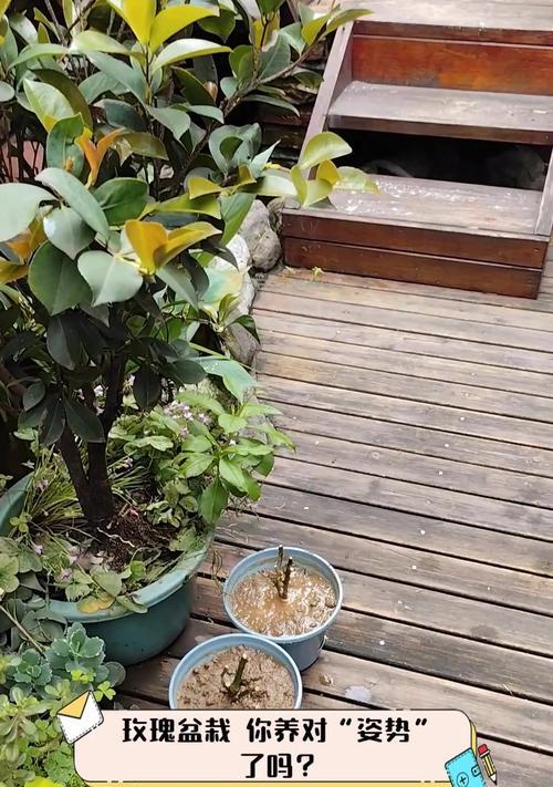 玫瑰花如何成功接到盆栽中？