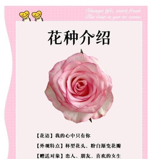 沙土玫瑰花的养护管理要点有哪些？