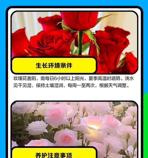 沙土玫瑰花的养护管理要点有哪些？