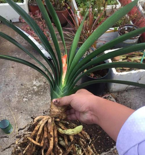 君子兰烂根后如何正确种植？