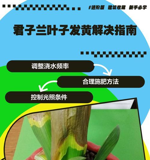 君子兰麸糠土施肥的最佳方法是什么？