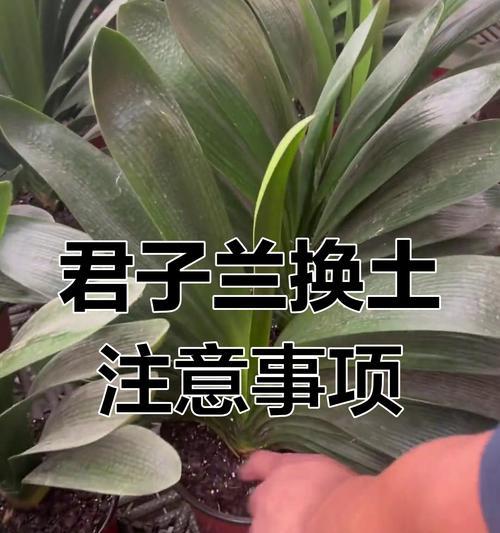 苞米君子兰苗的正确浇水方式是什么？