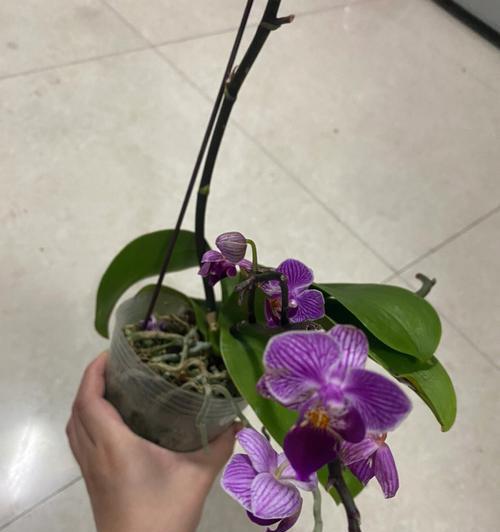 苞米君子兰苗的正确浇水方式是什么？