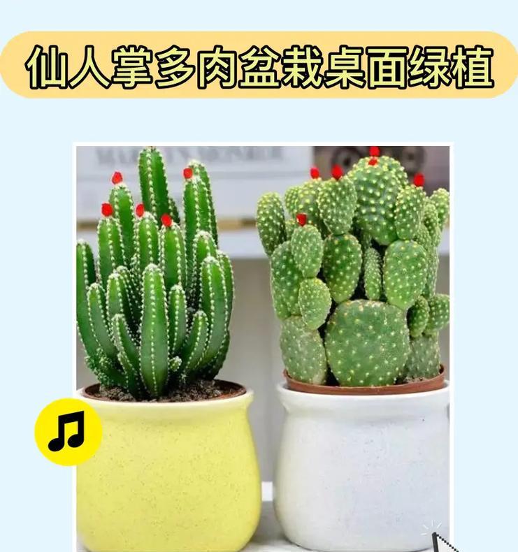 如何进行植物直播仙人掌？