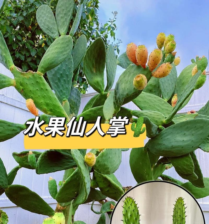 如何进行植物直播仙人掌？
