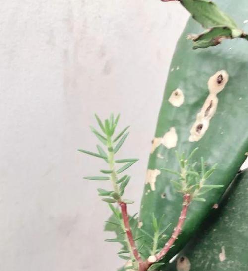 仙人球插太阳花的养护要点是什么？
