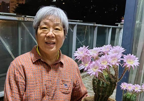 仙人球插太阳花的养护要点是什么？