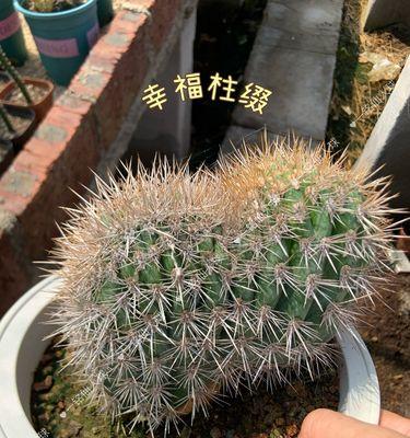 如何养护小仙人球以保持其健康？