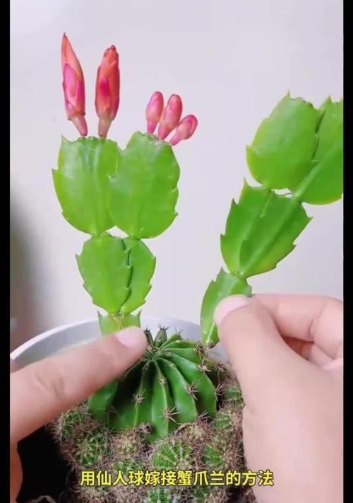 超大圆仙人掌的种植步骤和注意事项有哪些？