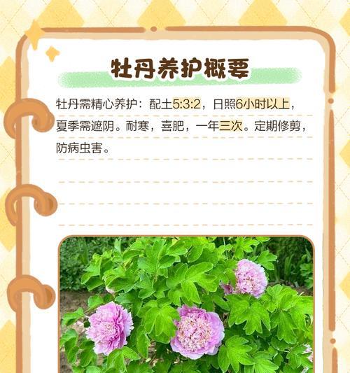 野生母牡丹花的养护技巧是什么？