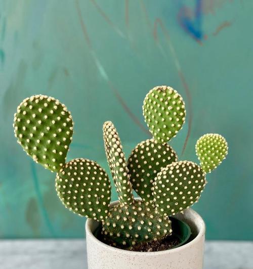 跳蚤仙人球植物养殖方法是什么？