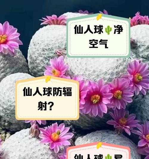 跳蚤仙人球植物养殖方法是什么？