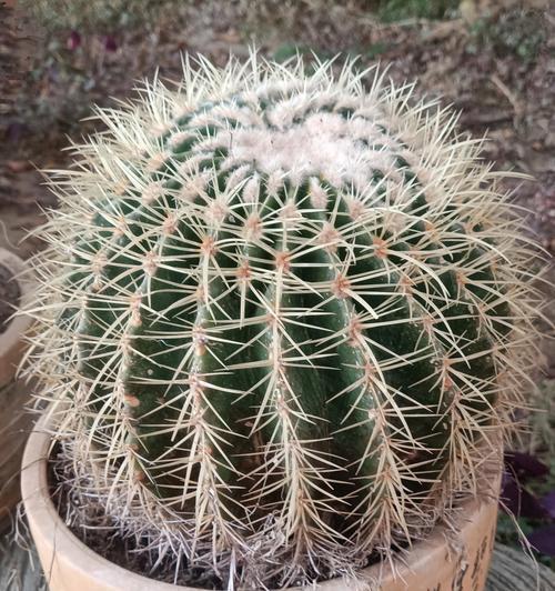 跳蚤仙人球植物养殖方法是什么？
