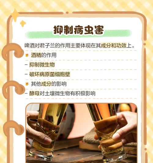 君子兰冬天浇啤酒的正确方法是什么？