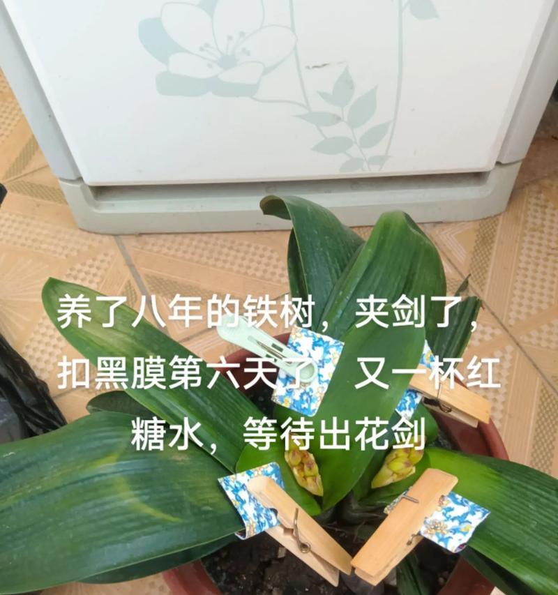君子兰冬天浇啤酒的正确方法是什么？