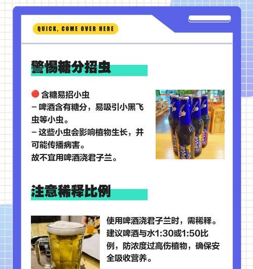 君子兰冬天浇啤酒的正确方法是什么？
