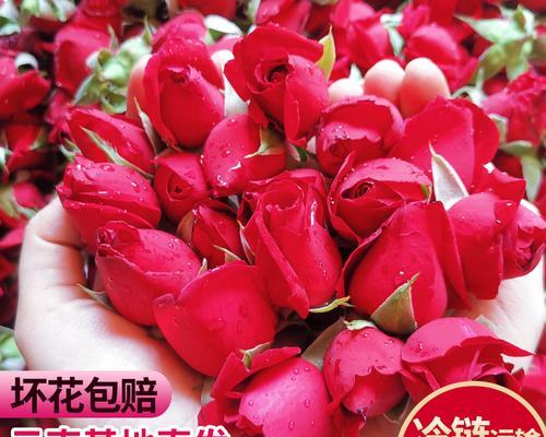 目前流行的玫瑰花品种有哪些？