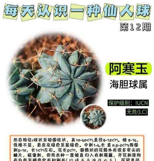 仙人掌圆球花的开花养护技巧是什么？