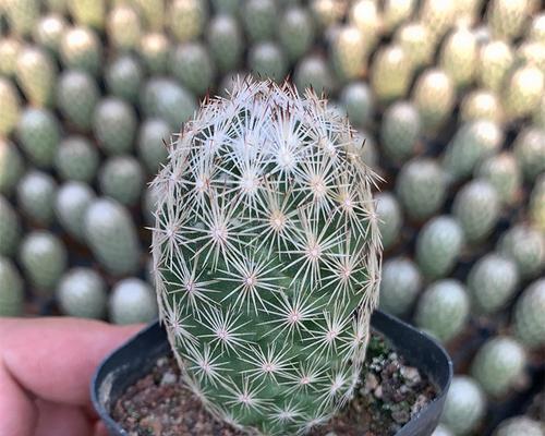 仙人掌圆球花的开花养护技巧是什么？