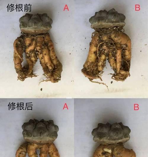 山东南湖仙人球家的侧芽怎么样？侧芽的养护和管理要点是什么？