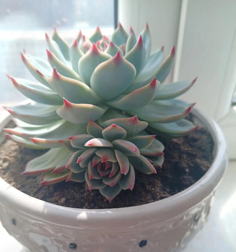 山东南湖仙人球家的侧芽怎么样？侧芽的养护和管理要点是什么？
