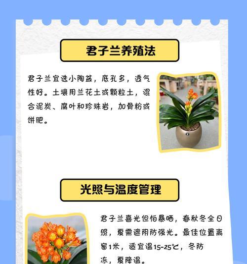 君子兰在大瓷盆中如何养护？有哪些注意事项？