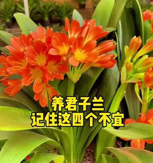 哪种君子兰品种最适合养护？