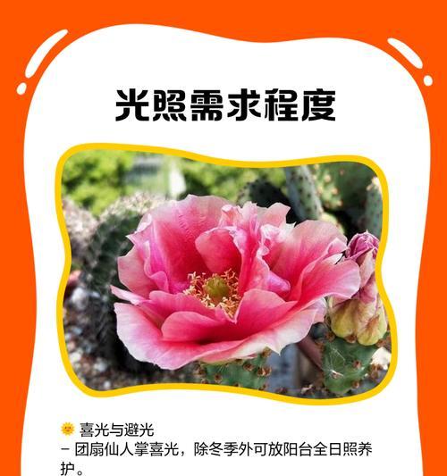 粉色大仙人掌花的养护与管理方法是什么？