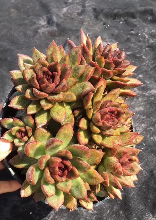 玫瑰花修剪后杆子变黑的原因是什么？