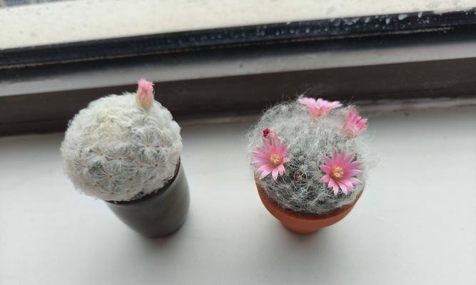 夏天龙蛋仙人球养殖需要注意什么？