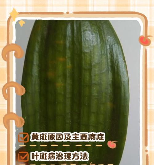 君子兰叶子发黄的常见原因有哪些？