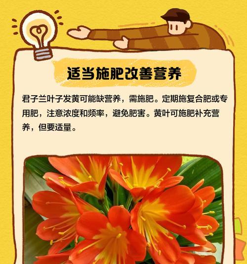 君子兰叶子发黄的常见原因有哪些？