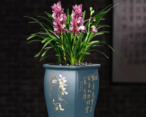 君子兰底座变宽的养殖方法是什么？