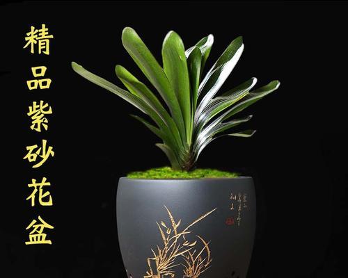 君子兰底座变宽的养殖方法是什么？