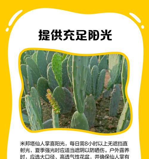 在家养仙人掌的好处和正确的养护方法是什么？