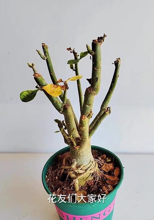 玫瑰花在哪个季节容易枯萎？原因是什么？