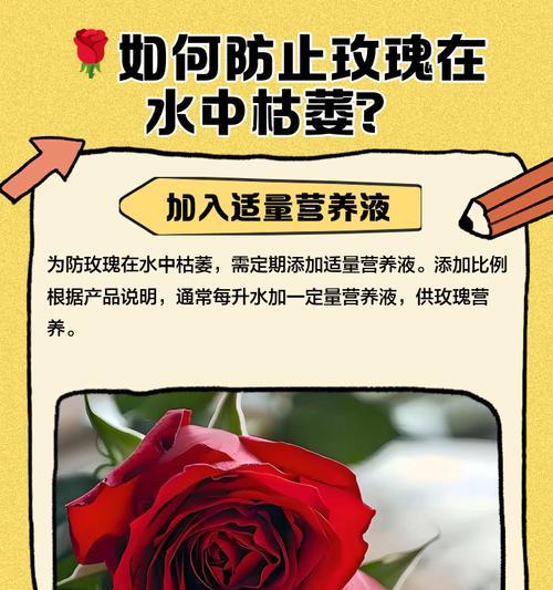 玫瑰花在哪个季节容易枯萎？原因是什么？