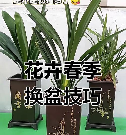 君子兰带花苞时应该换盆吗？换盆的正确步骤是什么？