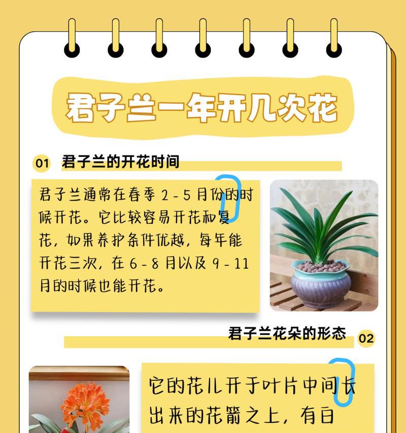 君子兰带花苞时应该换盆吗？换盆的正确步骤是什么？