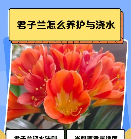 君子兰浇水的最佳方法是什么？