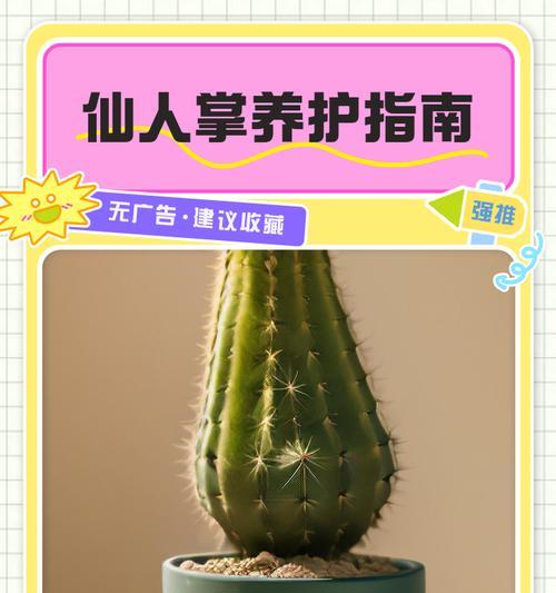 仙人掌喷水和浇水的正确方式是什么？