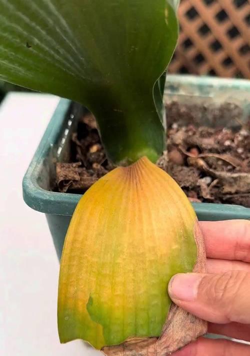 君子兰黄斑怎么治疗？哪种药物效果最佳？