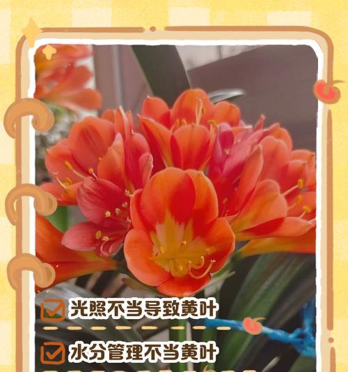 君子兰黄斑怎么治疗？哪种药物效果最佳？