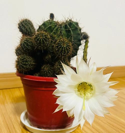 仙人球开花异味处理方法？如何减少难闻气味？