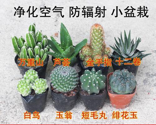 无刺仙人球盆栽养护要点？如何避免生长问题？