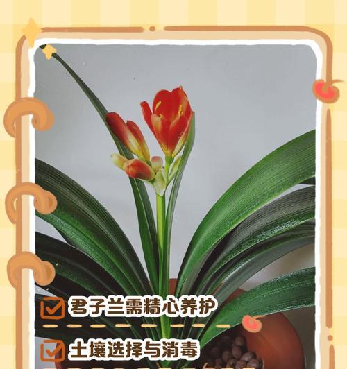 君子兰仅剩根部如何进行养护？