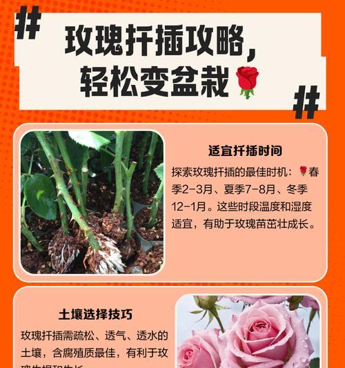 玫瑰花打金枝后的正确养护方法是什么？