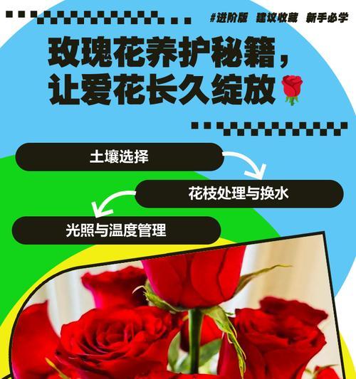 玫瑰花打金枝后的正确养护方法是什么？
