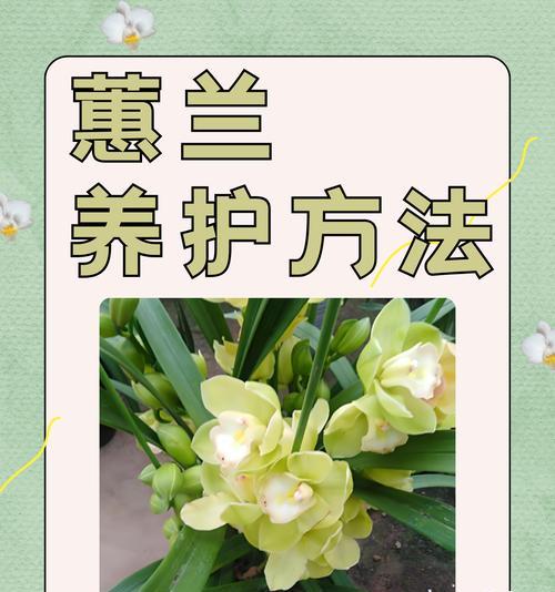 白绿色君子兰是否容易养护？正确的养护方法是什么？